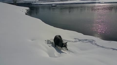 Funny Siberian Husky Loves Bury His Face in the Snow
