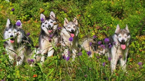 Alaskan Klee Kai, summer with the Fluffernutters