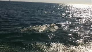 Dolphins in San Diego Bay - Pacifica Sailing Charters