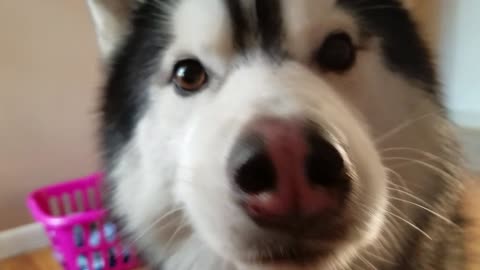 Stubborn Husky Argues About Stealing A Shoe, Trying To Get Away With Crime