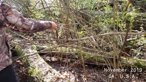 Resinous polypore เห็ดยาสีน้ำผึ้ง