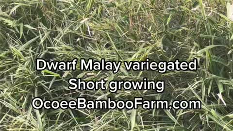 Dwarf Malay Variegated 407-777-4807
