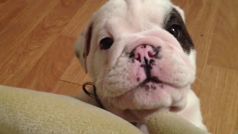 Bentley the Bulldog Puppy is fussy