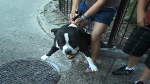 Pitbull attack Dogs - compilation _ Pittbull_Attack Dogs