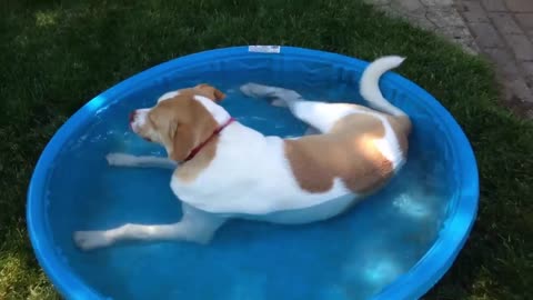 Funny Dog - Too Hot