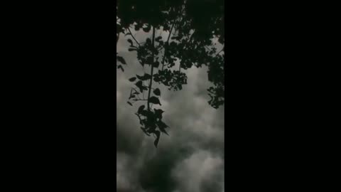 Nature video