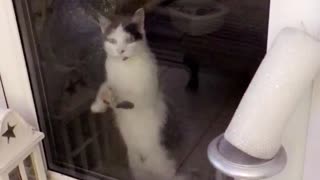 White dark grey cat clawing on glass