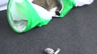 Cute Kitten Plays in His Cat Tunnel