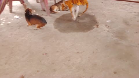 Prank Dogs, Fake Tiger Dog Run Very Funny Try To Stop Laugh Challenge