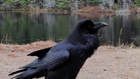 Raven Imitates Dog-like Sounds