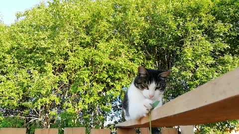 A dangerous hunter is attacking a flower