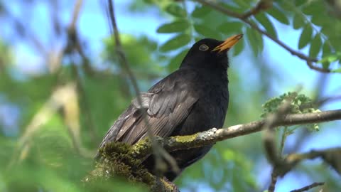 The most beautiful bird songs