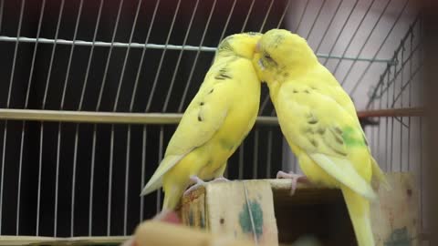 Parrot love 2