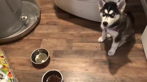 Impatient Siberian husky puppy