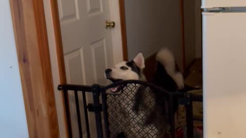 Clever Dog Outsmarts Dog Gate