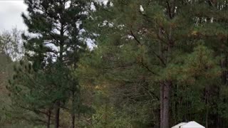 Cockatoo enjoys tricking owner