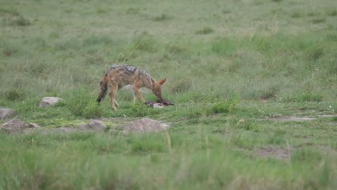 Black-backed jackal eating from a prey in Khama Rhino Sanctuary, Botswana