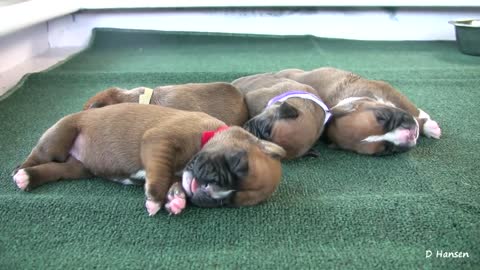 Boxer's Three-Day-Old Puppies