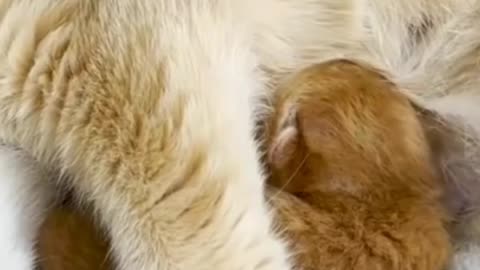 Baby kittens eting mom milk.