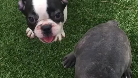 Two very Happy French bulldog puppies run and play!