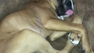 Sleeping Dog Dreams of Her Mom
