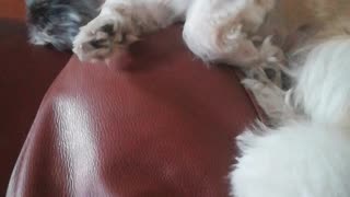 Dog sleep while watching movie