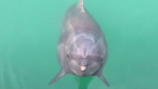 Dolphin Says Yes to Love