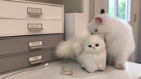 Cute Fluffy Persian Cat vs. Cute Stuffed Toy Cat