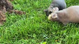 Skinny pigs adventure