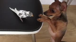 Puppy Plays with a Parrot