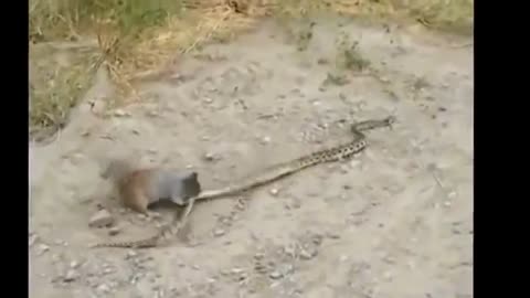 Mongoose vs cobra Snake Top 3 fighting new videos 2015