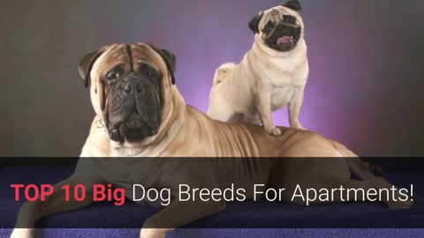 List of top 10 best large dog can live with in aparment