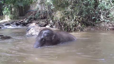 Elephant bathing peacefully