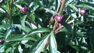 A Bee collect Nectar from a closed Flower.Kids,these animals make your honey. June 3,2021 Germany VIDEO