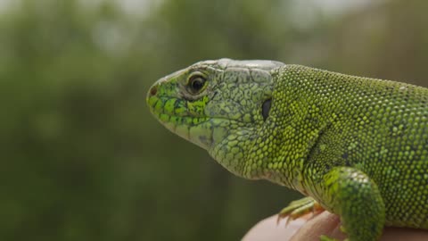 Lizard, Portrait of green headed agama lizard. Rwanda Africa. Stable footage. Closeup.