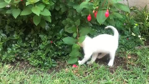 White Cat Caught Playing in the Green Tree