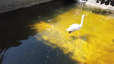 Swan Swimming In The Water