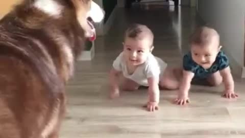 Funny babies laughing hysterically at a dog