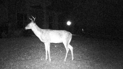Game Cam Buck Deer Poses Perfectly!