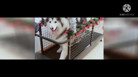Watch funny dogs laughing