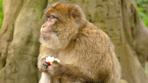 Singe Primate Macaque