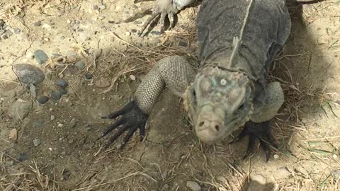 Iguana prefers human's finger instead of chips