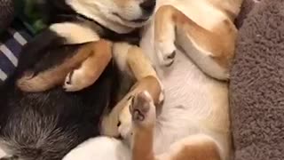 Shiba Inu Cute Relaxing Time Just Before Going To Bed