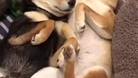 Shiba Inu Cute Relaxing Time Just Before Going To Bed