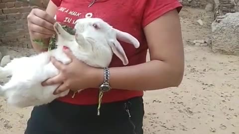 Too many cute rabbit