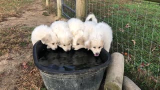 Great Pyrenees Puppies Enjoy a Drink in Unison