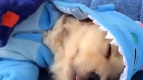 TRY NOT TO LAUGH_ sleeping like a shark__ Funny Videos Viral TREND