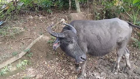 Carabao/buffalo ready for market #carabao