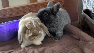 Bunny Cuddle Time