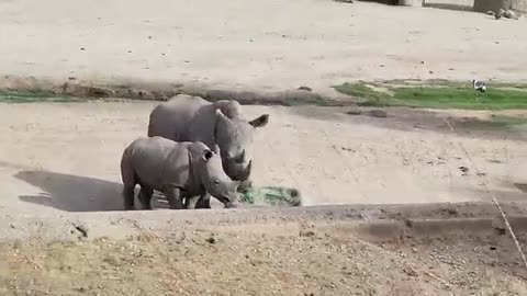 New Baby White Rhino's